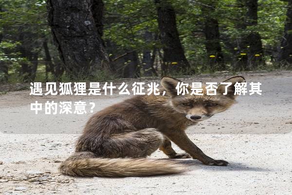 遇見狐貍是什么征兆，你是否了解其中的深意？